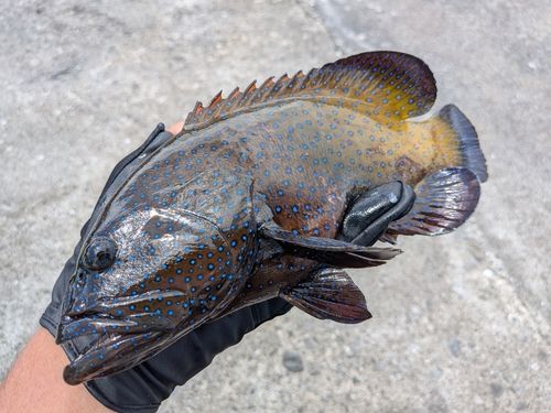 アオノメハタの釣果