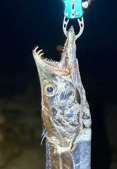タチウオの釣果