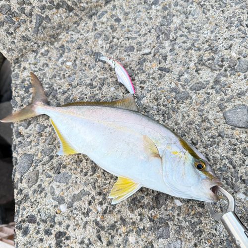 ネリゴの釣果
