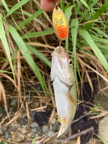 ウグイの釣果