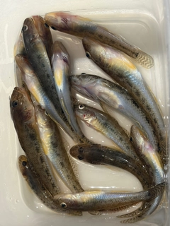 マハゼの釣果