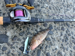 オオモンハタの釣果