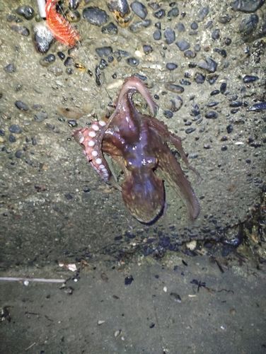 タコの釣果