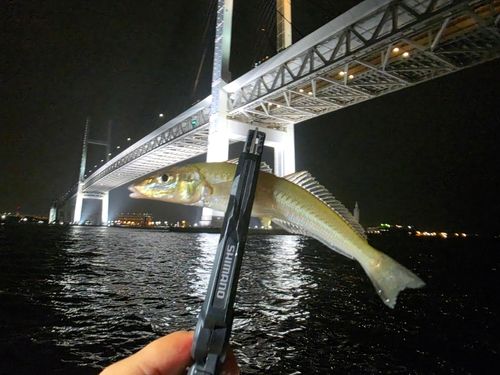 シロギスの釣果