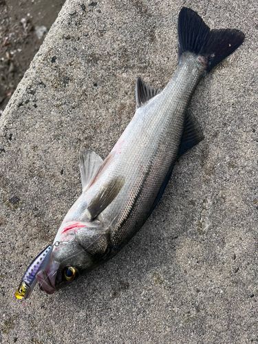 スズキの釣果
