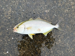 ショゴの釣果