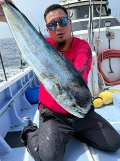 シイラの釣果