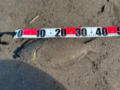 ヒラメの釣果