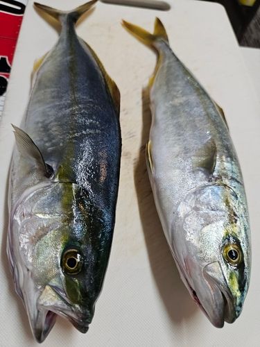 フクラギの釣果