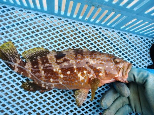 キジハタの釣果