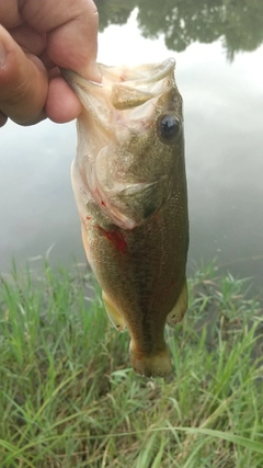 ラージマウスバスの釣果
