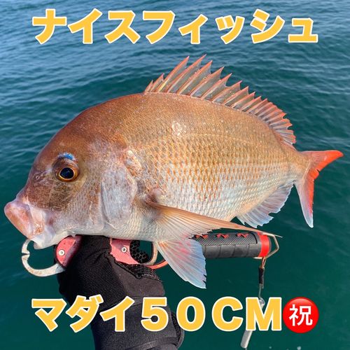 マダイの釣果