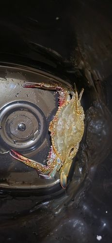 ガザミの釣果