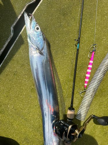 タチウオの釣果
