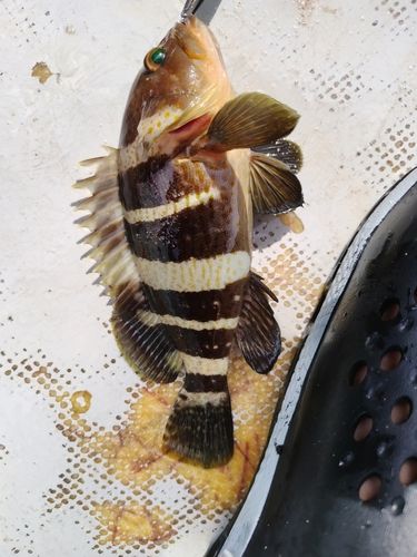 アオハタの釣果