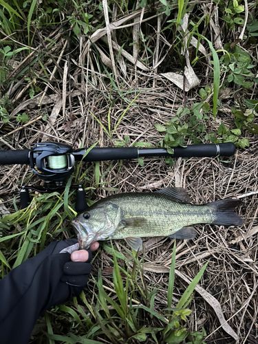 ラージマウスバスの釣果