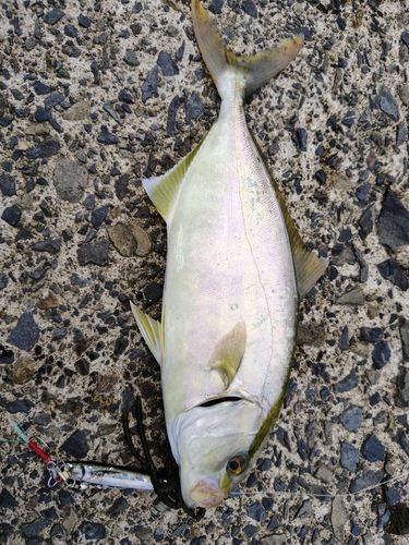 ショゴの釣果