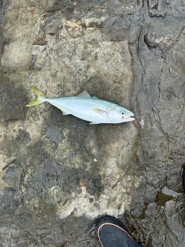 イナダの釣果