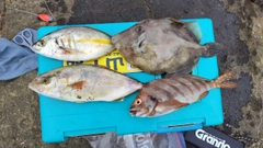 カワハギの釣果