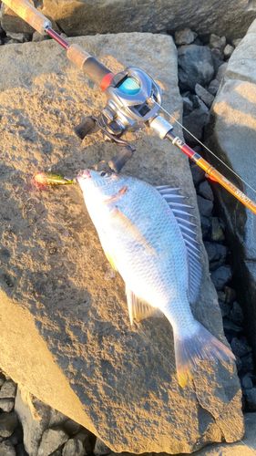 キビレの釣果