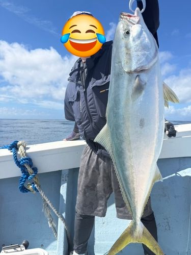 ブリの釣果