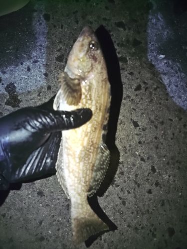アイナメの釣果