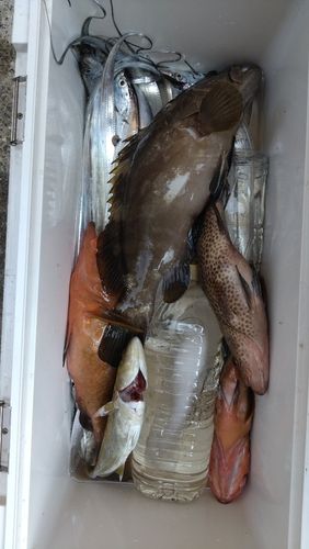 タチウオの釣果