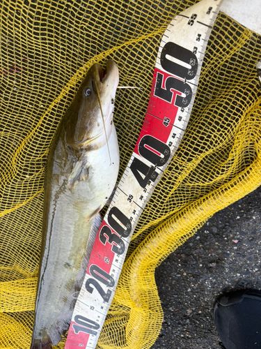 マナマズの釣果