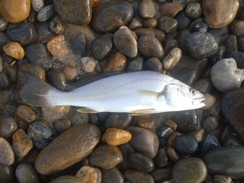イシモチの釣果