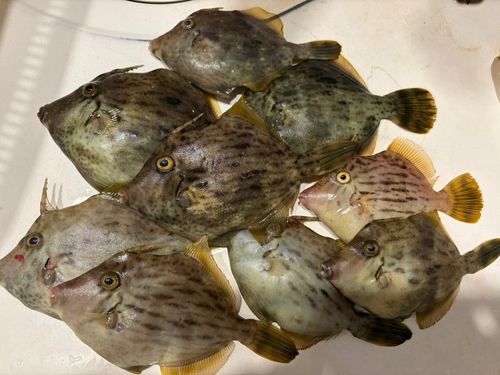 カワハギの釣果