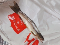 ブラウントラウトの釣果