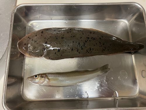 シタビラメの釣果