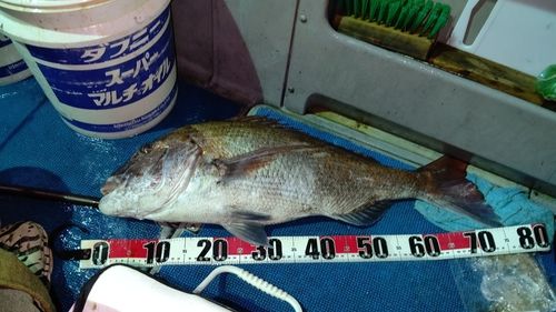 マダイの釣果