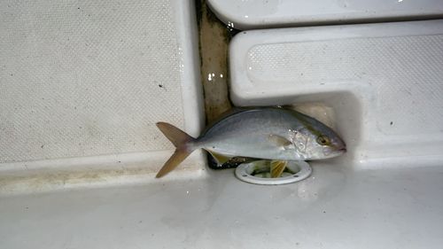 ショゴの釣果