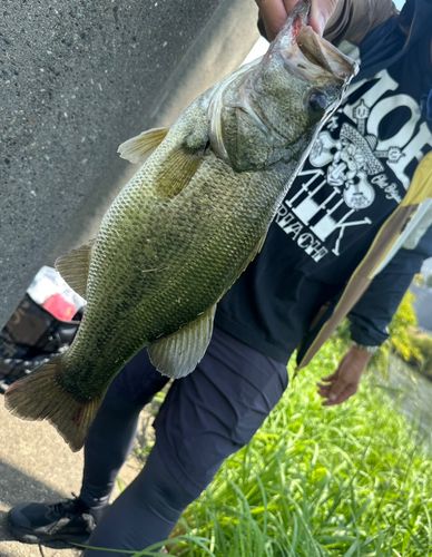 ブラックバスの釣果