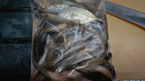 ハゼの釣果