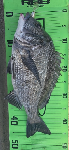 チヌの釣果