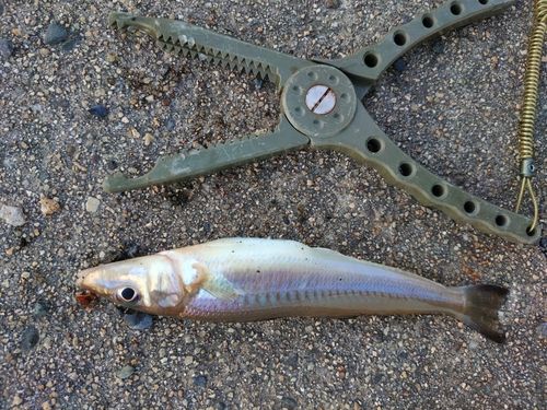シロギスの釣果