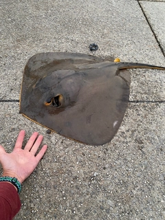 アカエイの釣果
