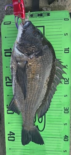 チヌの釣果