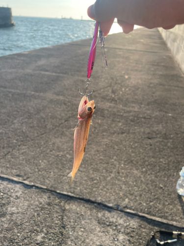 エソの釣果
