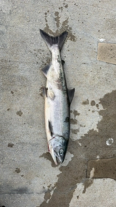 シロザケの釣果