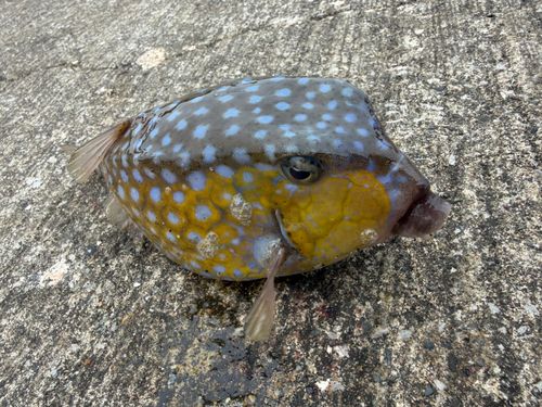 ハコフグの釣果