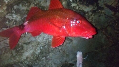 アカヒメジの釣果