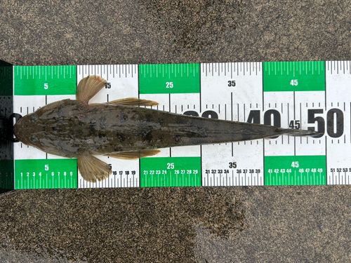 マゴチの釣果