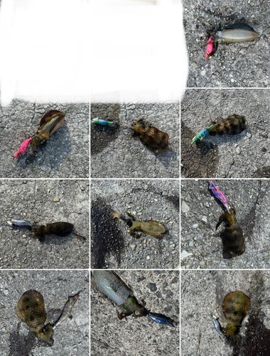 アオリイカの釣果