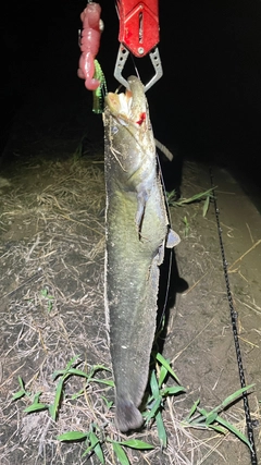 ナマズの釣果