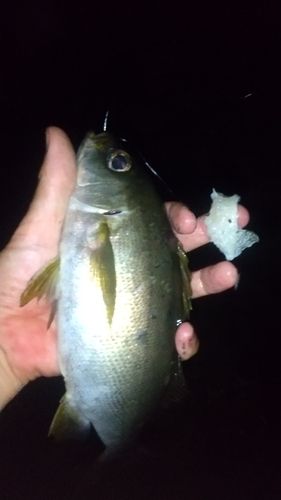 イサキの釣果