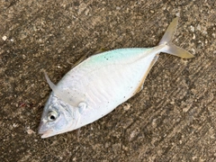 シマアジの釣果
