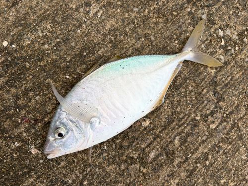 シマアジの釣果